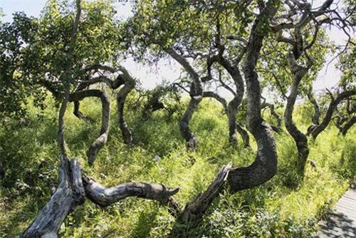 Kỳ quái vườn cây cổ thụ xoắn ốc ở Canada