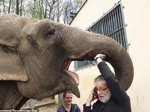 Voi già nhận ra chủ nhân sau 32 năm thất lạc