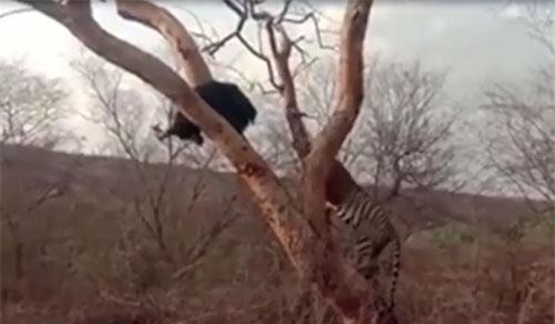 Clip: Màn thoát thân ngoạn mục của gấu lợn trước hổ đói trong nháy mắt