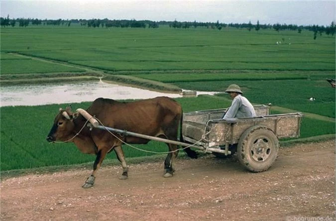 Hinh anh kho quen ve nong thon Ha Noi nam 1991