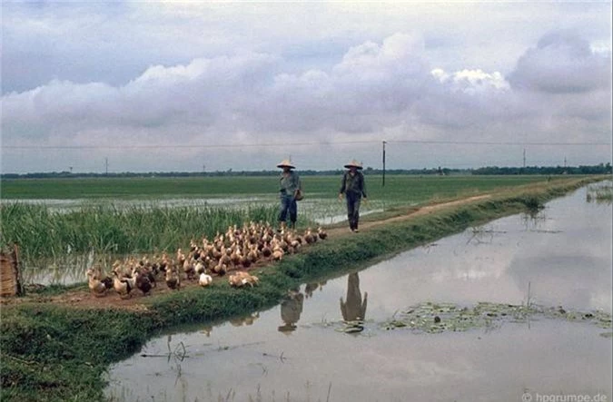 Hinh anh kho quen ve nong thon Ha Noi nam 1991-Hinh-2