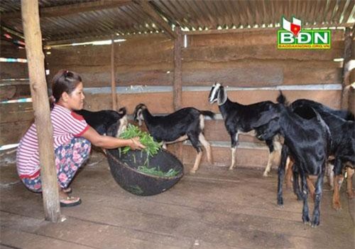 Đắk Nông: Chăn nuôi dê tạo nguồn thu ổn định