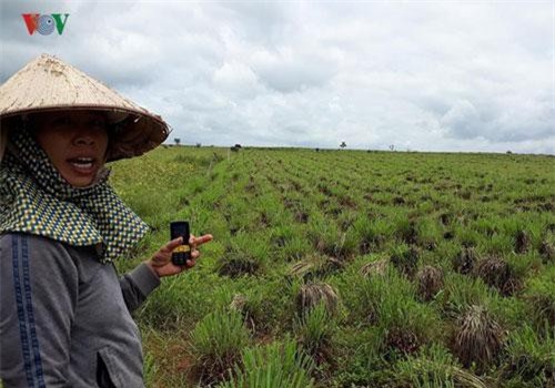 Đắk Lắk: Trồng sả Java, cách làm giàu ở vùng đất khó Ea Sup