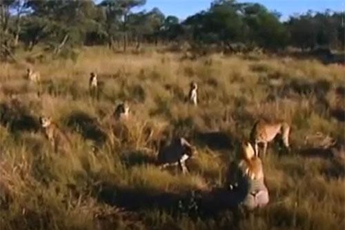 CLIP: Cô gái liều mình ‘trêu ngươi’ đàn báo săn và cái kết gây ‘sốc’