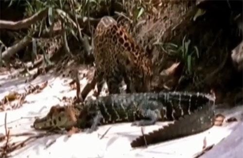 CLIP: Tấn công cá sấu, báo đốm nhận 'cái kết đắng'