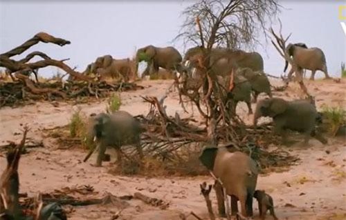 Clip: Bị đàn sư tử bao vây, mẹ con nhà voi may mắn thoát nạn