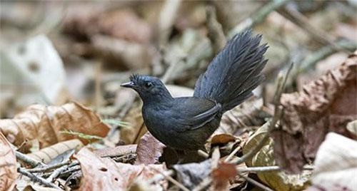 Phát hiện loài chim sẻ hiếm nhất thế giới sau 23 năm