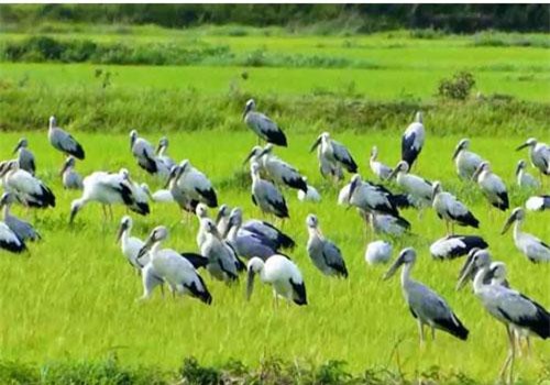 Clip: Hàng nghìn con chim 'lạ' xuất hiện ở Quảng Trị