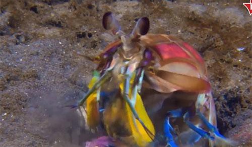 Clip: Những cú đấm chết chóc của 'sát thủ' đại dương