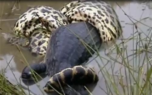 Clip: Vừa ăn thịt được chuột lang, cá sấu đã bị trăn "khủng" nuốt chửng