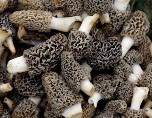 Nấm Guchchi hay Morels, có mức giá đắt đáng kinh ngạc 14.000 Rupee – 15.000 Rupee/1kg (~4,7 triệu đồng – 5,5 triệu đồng/kg).