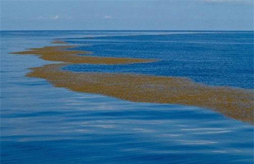 Kỳ lạ về vùng biển duy nhất trên thế giới không có bờ, được ví như "tam giác quỷ"