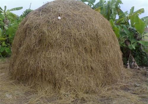 15 câu đố vui "hại não" về các loài cây