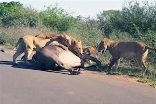 CLIP: Bầy sư tử hợp sức đoạt mạng trâu rừng