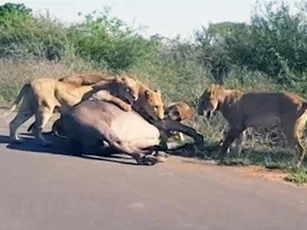 CLIP: Bầy sư tử hợp sức đoạt mạng trâu rừng