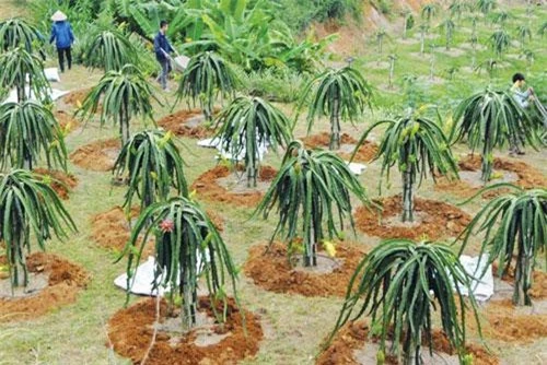 Công nghệ trồng thanh long của Việt Nam chưa đáp ứng được yêu cầu của khách hàng, nên giá xuất khẩu chưa cao.