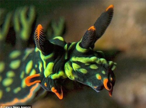 Động vật "quái dị" gây thu hút trên thế giới