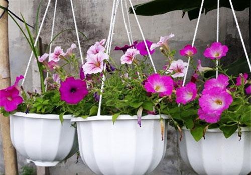 TP.HCM: Trồng hoa kiểng trong chậu - mô hình phù hợp nông nghiệp đô thị