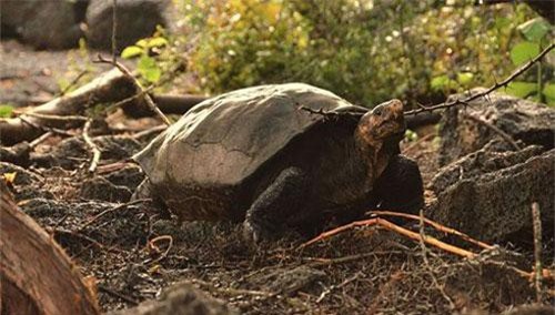 Rùa khổng lồ tưởng tuyệt chủng 100 năm trước nay lại "tái xuất giang hồ"