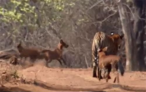 CLIP: Hổ "đại chiến" đàn sói lửa và cái kết bất ngờ