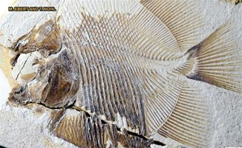 Quái ngư cổ đại sở hữu hàm răng sắc nhọn như dao găm