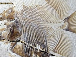 Quái ngư cổ đại sở hữu hàm răng sắc nhọn như dao găm
