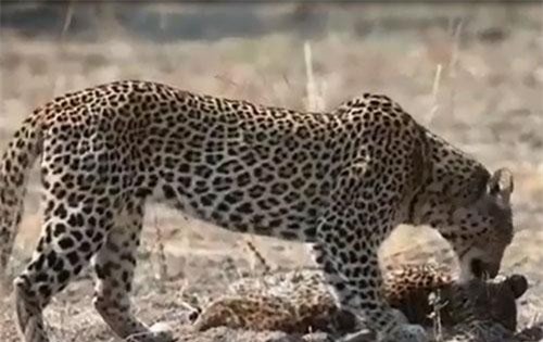 Clip: "Sốc" cảnh báo hoa mai mẹ tha xác con non vào bóng râm ăn thịt