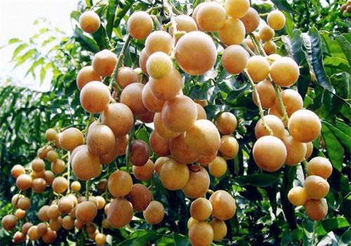 Quất hồng bì đang vào mùa rộ, chuyên gia mách hãy tận dụng để cả người lớn lẫn trẻ nhỏ đều khỏe re