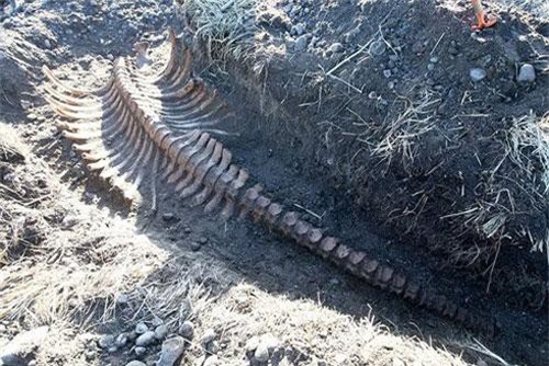 Bộ xương không đầu của quái vật biển dài 6 mét