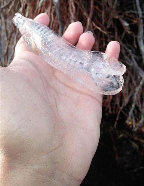 Bí ẩn sinh vật trong suốt dạt vào bờ biển Philippines