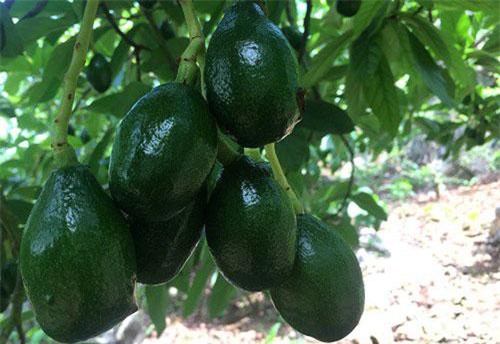 Bơ Sơn La được xuất khẩu đi nhiều quốc gia