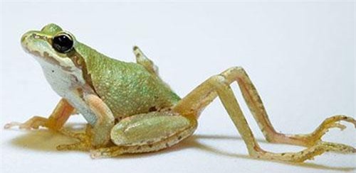 Loài ký sinh trùng đáng sợ “ép” vật chủ tự mọc thêm chân