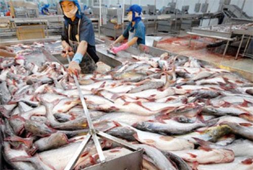 Giá cá tra thương phẩm và cá giống giảm mức thấp nhất trong 10 năm qua