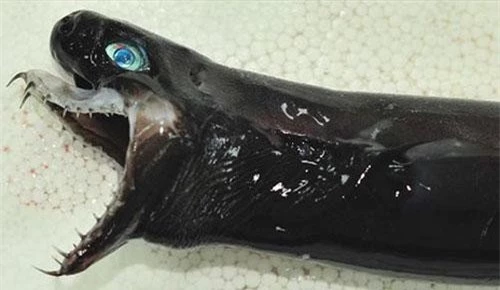 Cá thể cá mập có hàm răng sắc nhọn ở Đài Loan