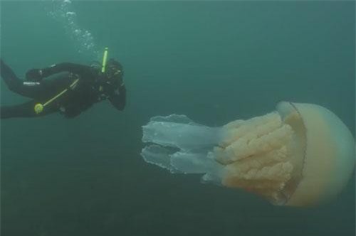 CLIP: Nhà sinh vật chạm trán sứa khổng lồ và cái kết