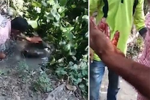 CLIP: Người đàn ông suýt mất tay vì dám… vỗ đầu cá sấu