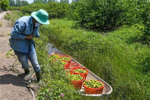 CLIP: Chiêm ngưỡng vườn chanh không hạt ‘khủng’, thu gần 70 tỷ mỗi năm