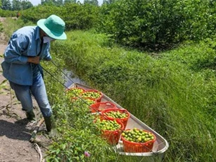 CLIP: Chiêm ngưỡng vườn chanh không hạt ‘khủng’, thu gần 70 tỷ mỗi năm