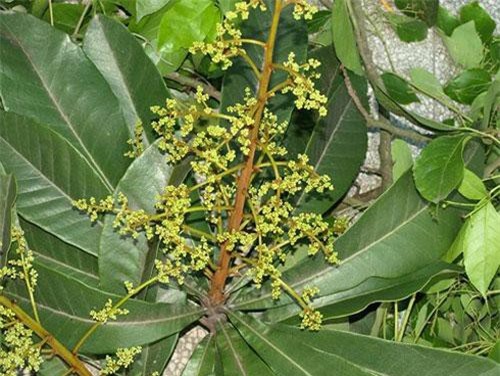 Trúng độc phồng da, nói lảm nhảm khi đụng phải cây này