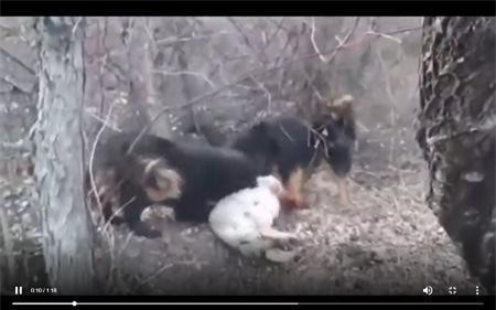 Video: Chó sói xui xẻo đụng phải chó ngao Tây Tạng và cái kết đẫm máu