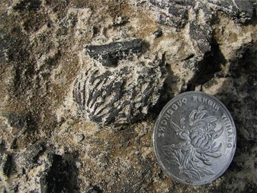 Phát hiện hóa thạch hột đào 2,5 triệu năm ở Trung Quốc