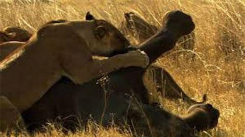 CLIP: Bầy sư tử ‘hùa nhau’ đoạt mạng voi rừng