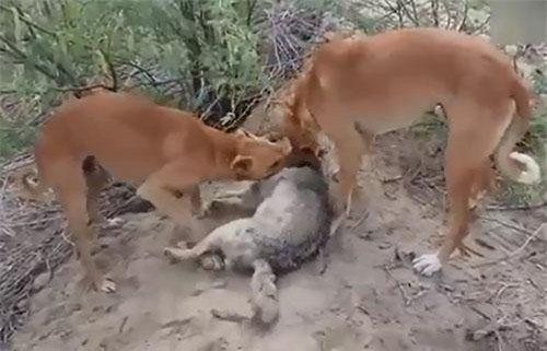  CLIP: Vào nông trại "trộm" cừu, chó sói nhận cái chết bi thảm