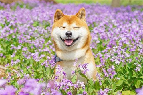 Tan chảy trước hình ảnh dễ thương của chú chó Shiba yêu hoa cỏ