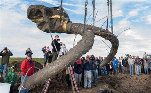 Nông dân đào đất phát hiện bộ xương voi ma mút khổng lồ