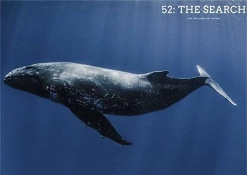 Câu chuyện đau lòng của chú cá voi cô đơn nhất thế giới - ảnh 1