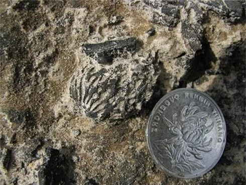 Phát hiện hóa thạch hột đào 2,5 triệu năm ở Trung Quốc - ảnh 1