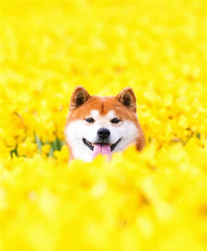 Top 10 Hình nền chó Shiba cute Những hình nền đáng yêu nhất năm nay