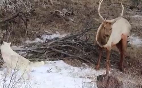 CLIP: Trận chiến đẫm máu giữa nai sừng xám và hai con sói