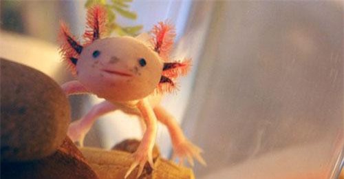 Loài cá kỳ lạ có bộ mặt giống người